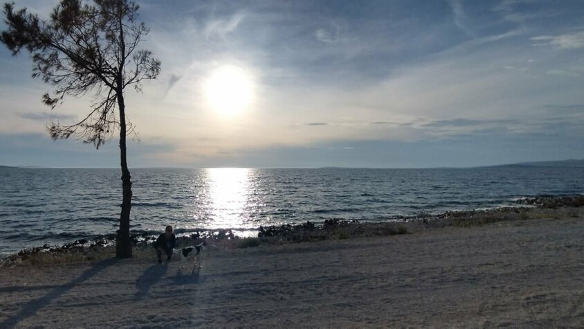 Sonnenuntergang am Meer mit einem einzelnen Baum am Ufer und einer Person mit Hund im Vordergrund.